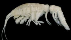 New amphipod species