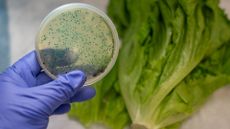 a gloved hand holds a petri dish full of bacteria up against a head of lettuce