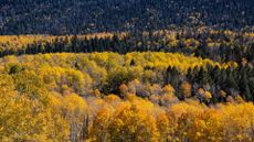 A wide shot of a forest showing many trees turning yellow