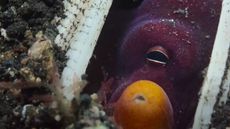 Image of an octopus eye within a shell.