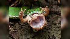 A green viper holds onto a brown tree frog with its jaws, the frog looks as though it is screaming.