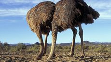 Staged scene of two female ostriches, Struthio camelus, burying head in sand.