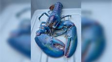 A close-up of a lobster with a bright blue shell