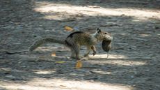 A squirrel running with a vole in its mouth in Briones Regional Park, California. 