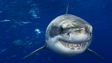 Mexico, Great White Shark (Carcharodon Carcharias); Guadalupe Island.