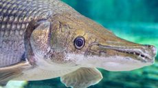 An Alligator gar (Atractosteus spatula) in water.