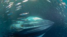 A photo of the underside of a Bryde's whale surrounded by fish