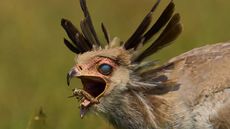 A secretary bird catching a locus with its beak.