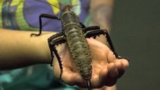 A thorny devil stick insect. 