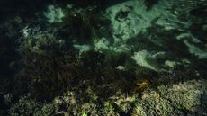 A dark image of plants growing underwater