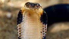 King cobra faces camera.