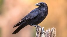 A photograph of a carrion crow perched on a log