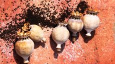 A close-up of poppy seeds and their pods