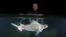 A man holds a small white shark underwater