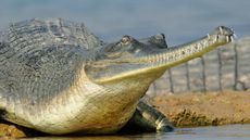 A type of crocodilian with a long, thin snout seen at the Chambal River in India.