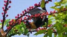 a fruit bat down hanging from a fruit tree branch covered with small red berries