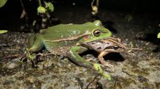 A larger green frog photographed with a smaller brown frog hanging out of its mouth