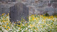 A lone stone grave surrounded by wild summer flowers meadow with a stone wall in the background.