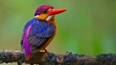 A black-backed dwarf kingfisher sitting on a branch.