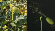 Two pictures showing the squirting cucumber plant and a still photo of the seed launch on a black background.