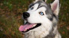 Husky looking up.