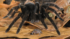 a large black tarantula stands over a small frog on orange leaves