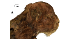 Close up of the mummified head of a young saber-toothed cat. The fur is dark brown and the muzzle is short.